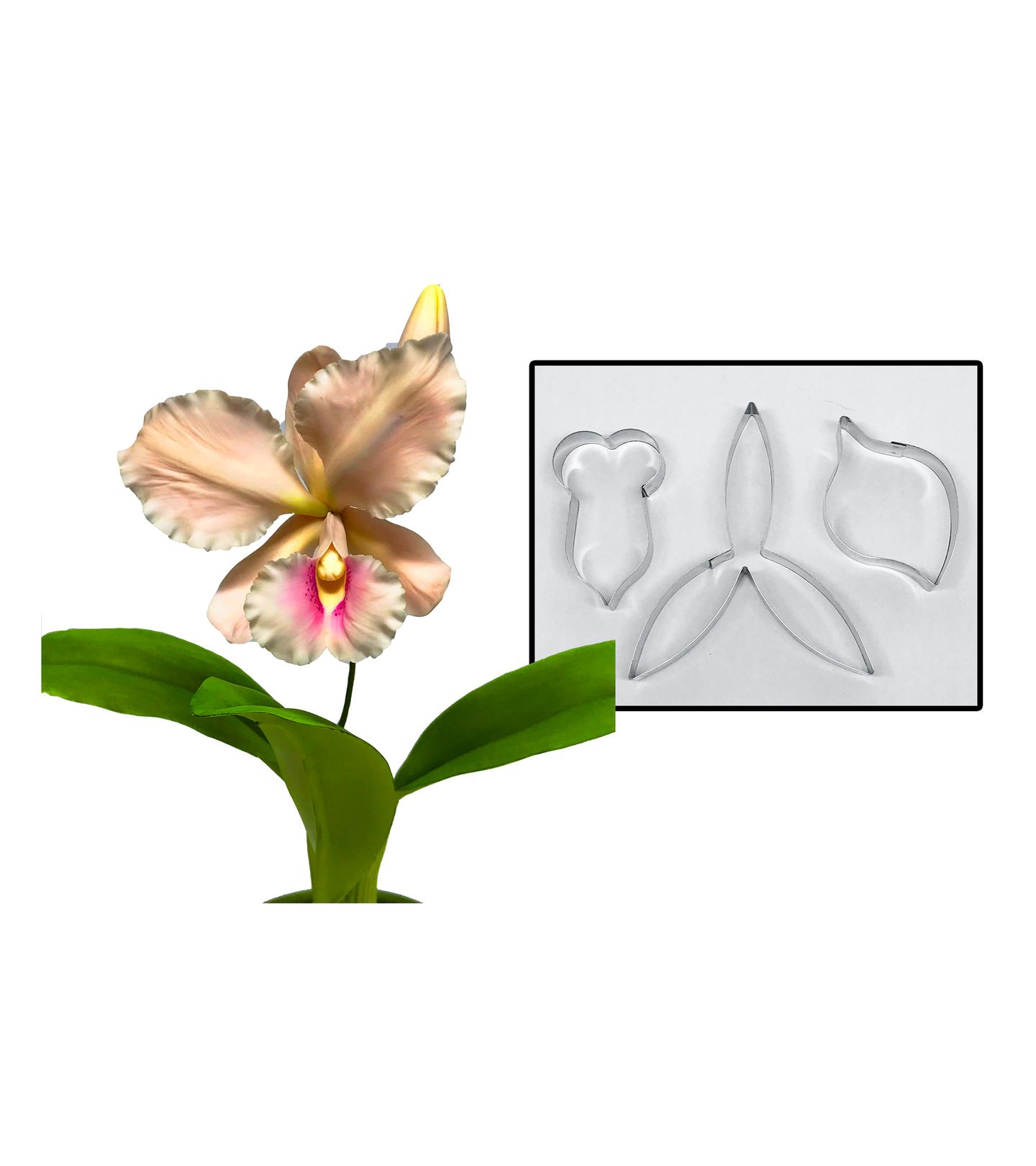 Cortador Aço - Flor - Orquidea Catleia Media - Mod.01