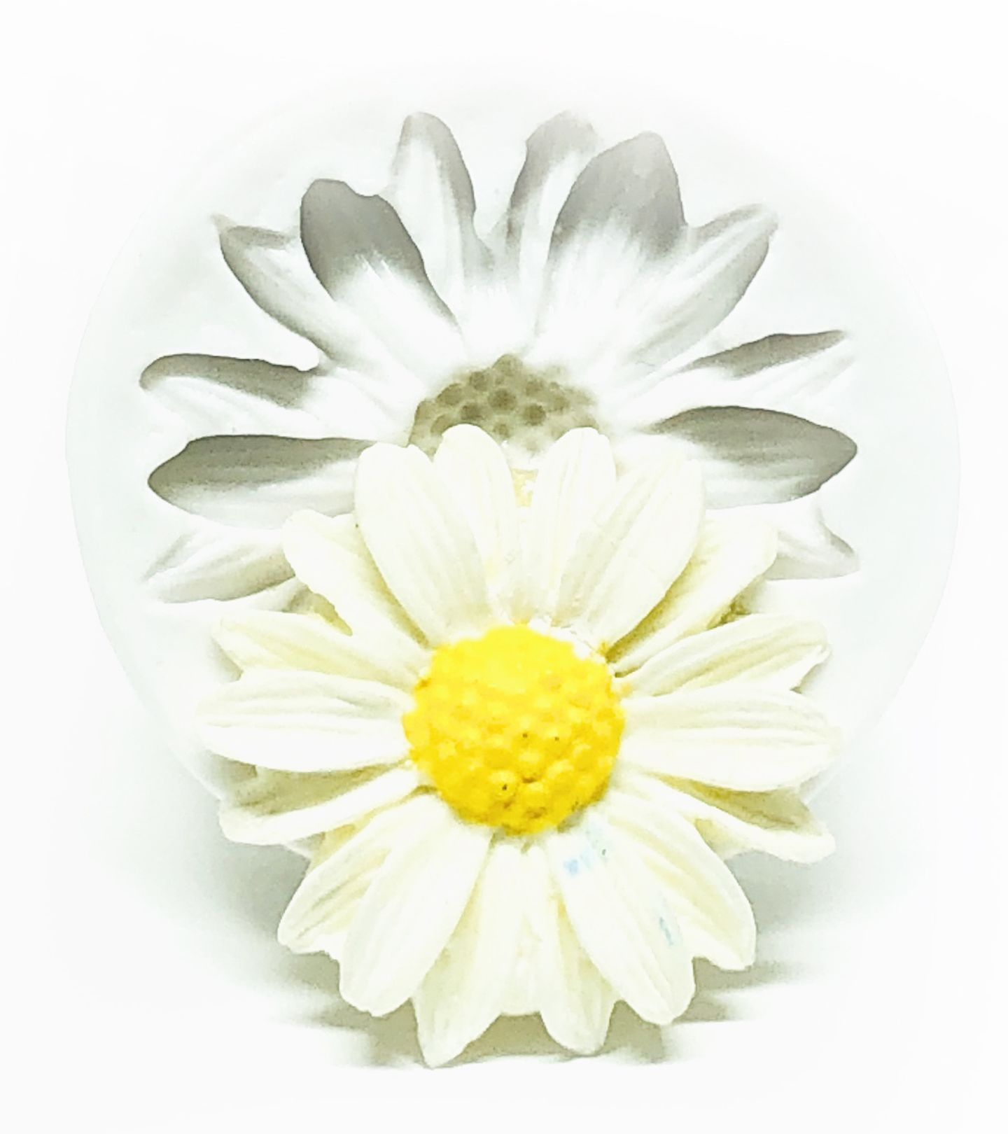 Margarida Pequena - P183