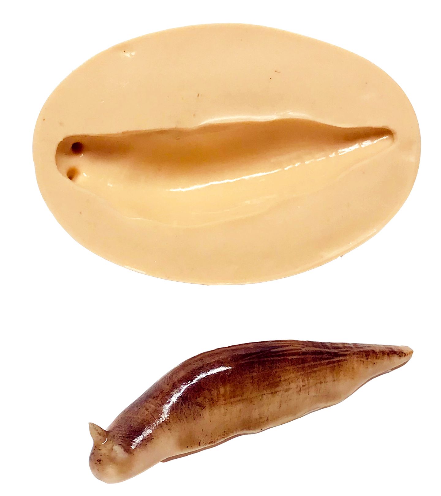 Lesma - Media - P616